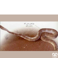 گونه مار دریایی آراسته Ornate Sea Snake